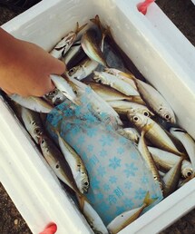 小アジ☺︎ | その他