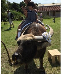 🐃 | その他