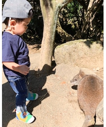 カンガルーに近づく息子 | その他