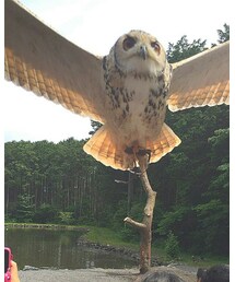 富士花鳥園 | その他