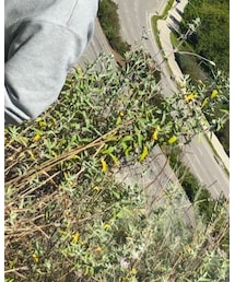 CHROME HEARTS | ネックレス