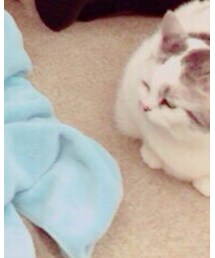 猫 | その他