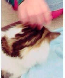 猫 | その他
