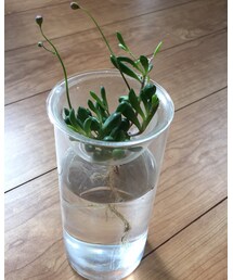 studio CLIP | フラワーベース