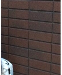 FOREVER 21 | Tシャツ/カットソー