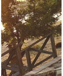 Champion | スウェット