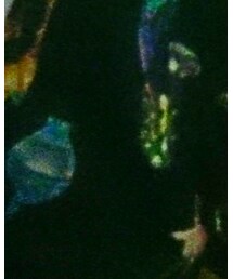 IRIE BERRY | buzz(ワンピース)