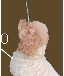 といぷーどる | その他