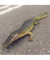 ワニ | その他