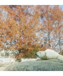 白くま | その他