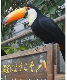 本物！ | その他
