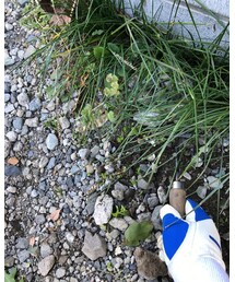 植えてる植物の間に生えるので、きめ細やかな対応が求められます！ | その他
