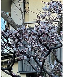 豊後梅、敷地外からの姿 | その他