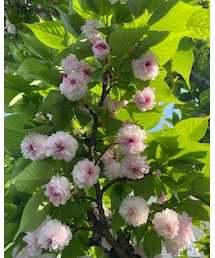 兼六園菊桜 | その他