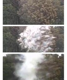 花粉 | 花粉症の皆様へ。杉1本からの花粉がこれ。そんな僕は花粉症じゃない。(その他)