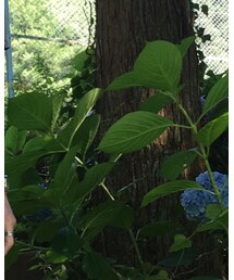 KNOT | アナログ腕時計