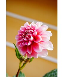 おはな❤ | その他