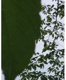葉 | その他
