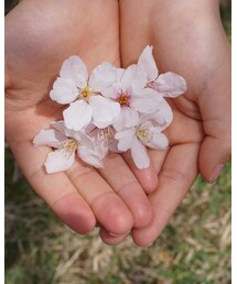 🌸お花見④🌸 | その他