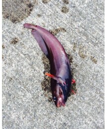 銚子でふぃっしんぐ！ | その他