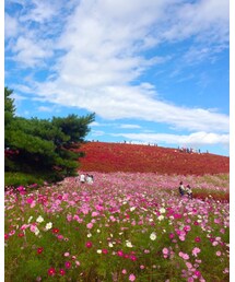 ひたち海浜公園に行ったよ | その他