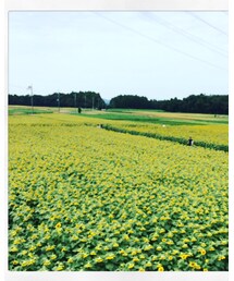 ひまわり畑 | その他