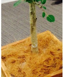 おおきな木 | その他