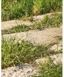 BOYCOTT | スニーカー