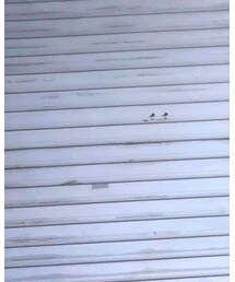 GU | シャツ/ブラウス