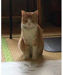 茶トラ | その他