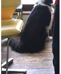 ボーダーコリー | その他