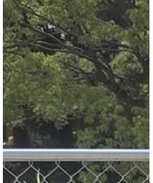 VINTAGE | シャツ/ブラウス