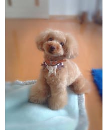 トイプードル | 愛犬ラム 
トイプードル(その他)