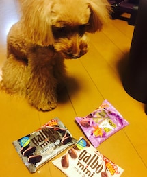 ガルボ | ガルボラムっころ(ペットウェア)