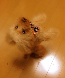 ラム | ラムっころおかえりの舞(ペットウェア)