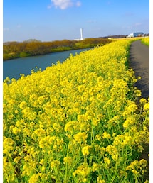 菜の花ロード | その他