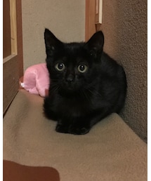 クロちゃん🐱 | その他
