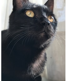 クロちゃん🐈 | その他