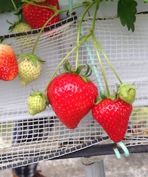 いちご狩り | いちご！(その他)