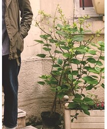 Levi's | デニムパンツ
