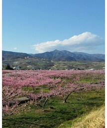 桃のはな | その他