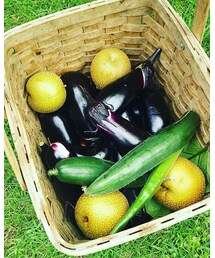 畑の野菜たち | その他