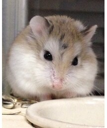 ベリー♡ | その他