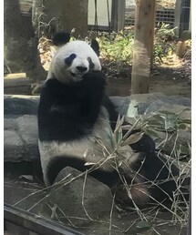 panda | (その他)