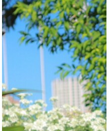 shimokitazawa | Tシャツ/カットソー