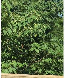 Champion | Tシャツ/カットソー