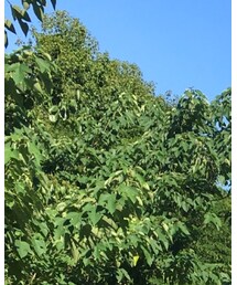 ROEN | サンバイザー