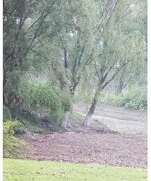 mooneyes | Tシャツ/カットソー