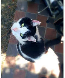 猫好きはここをタップ！ | 久しぶりにおにゃん登場〜(その他)