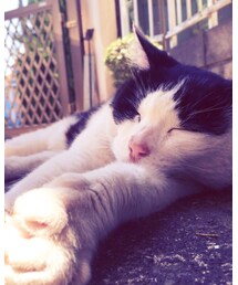 今日のおにゃん | その他